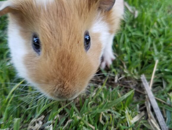 ➥ Guinea Pig 5