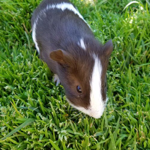 ➥ Guinea Pig 8