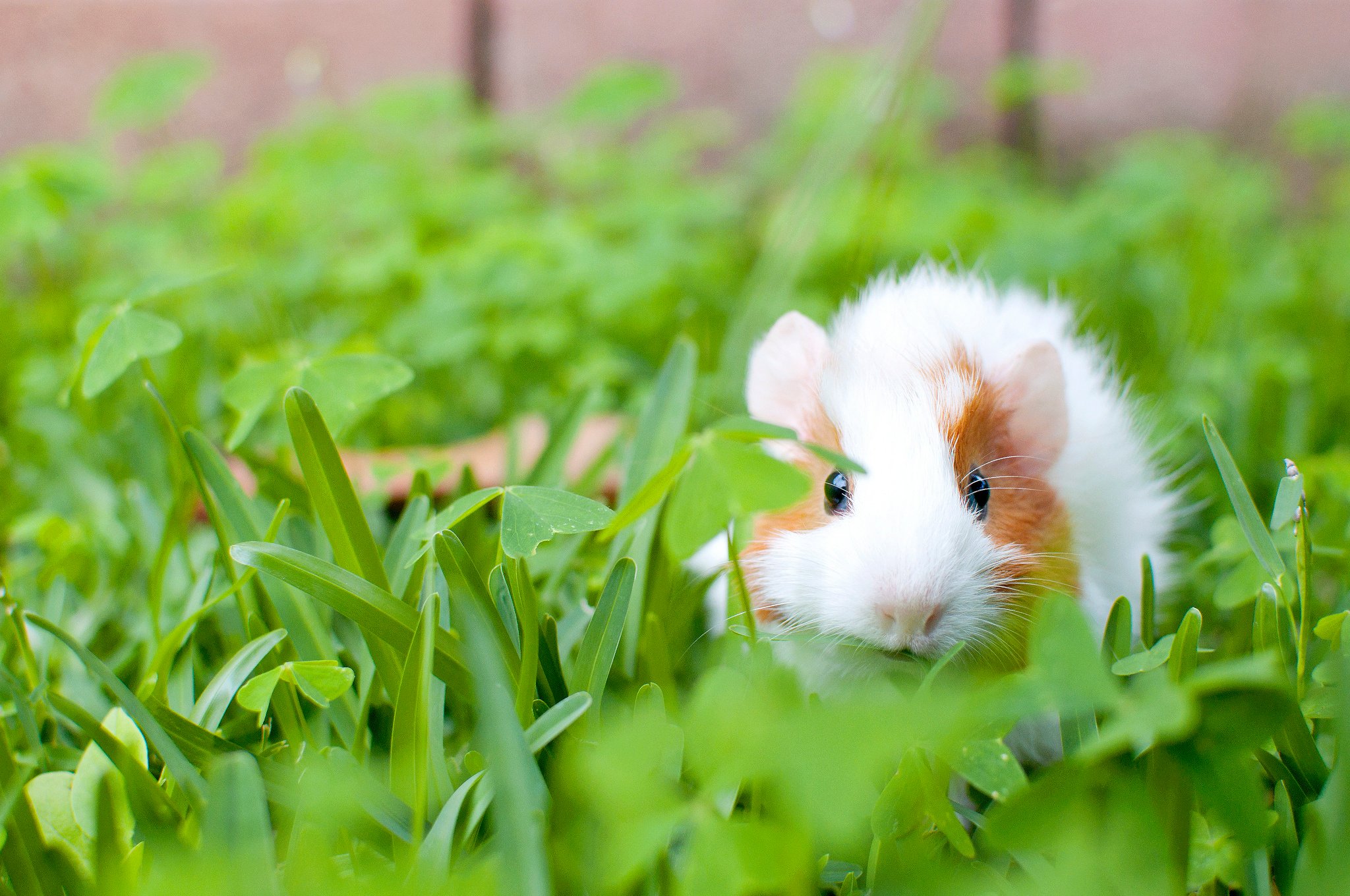 Find a sale guinea pig