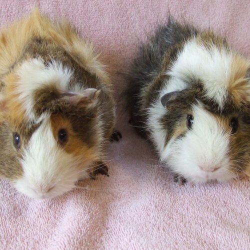 Guinea pig hot sale rescue