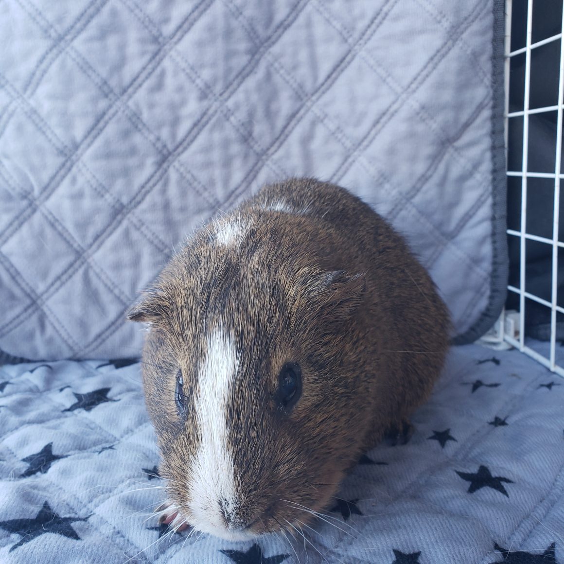 Brownie