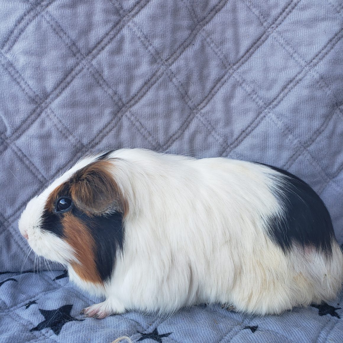 Alfalfa