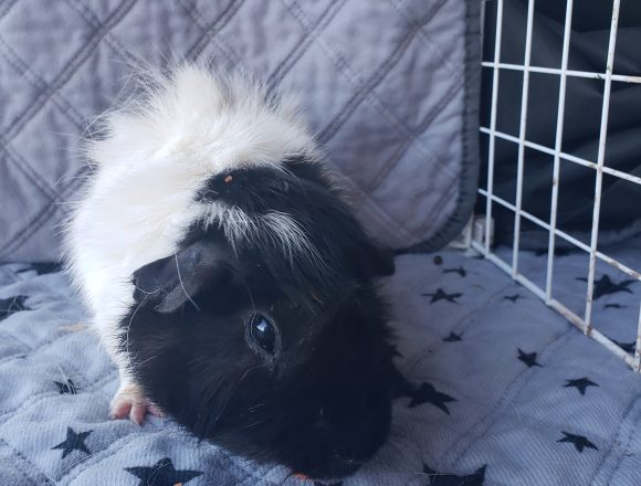 Skunk