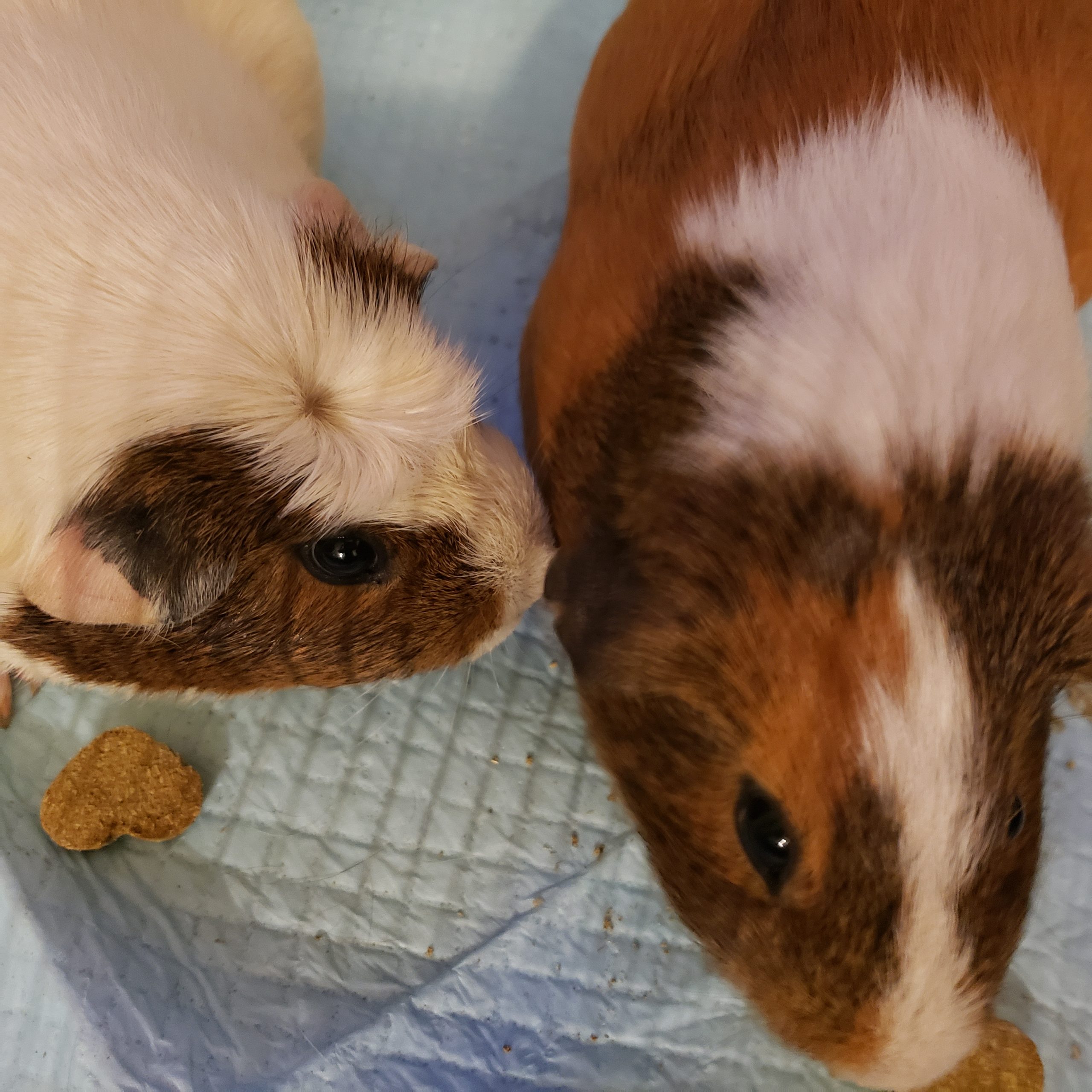 Nala & Mia