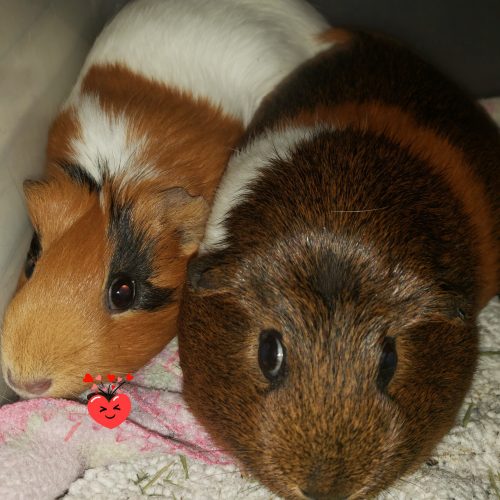Ginger & Lulu