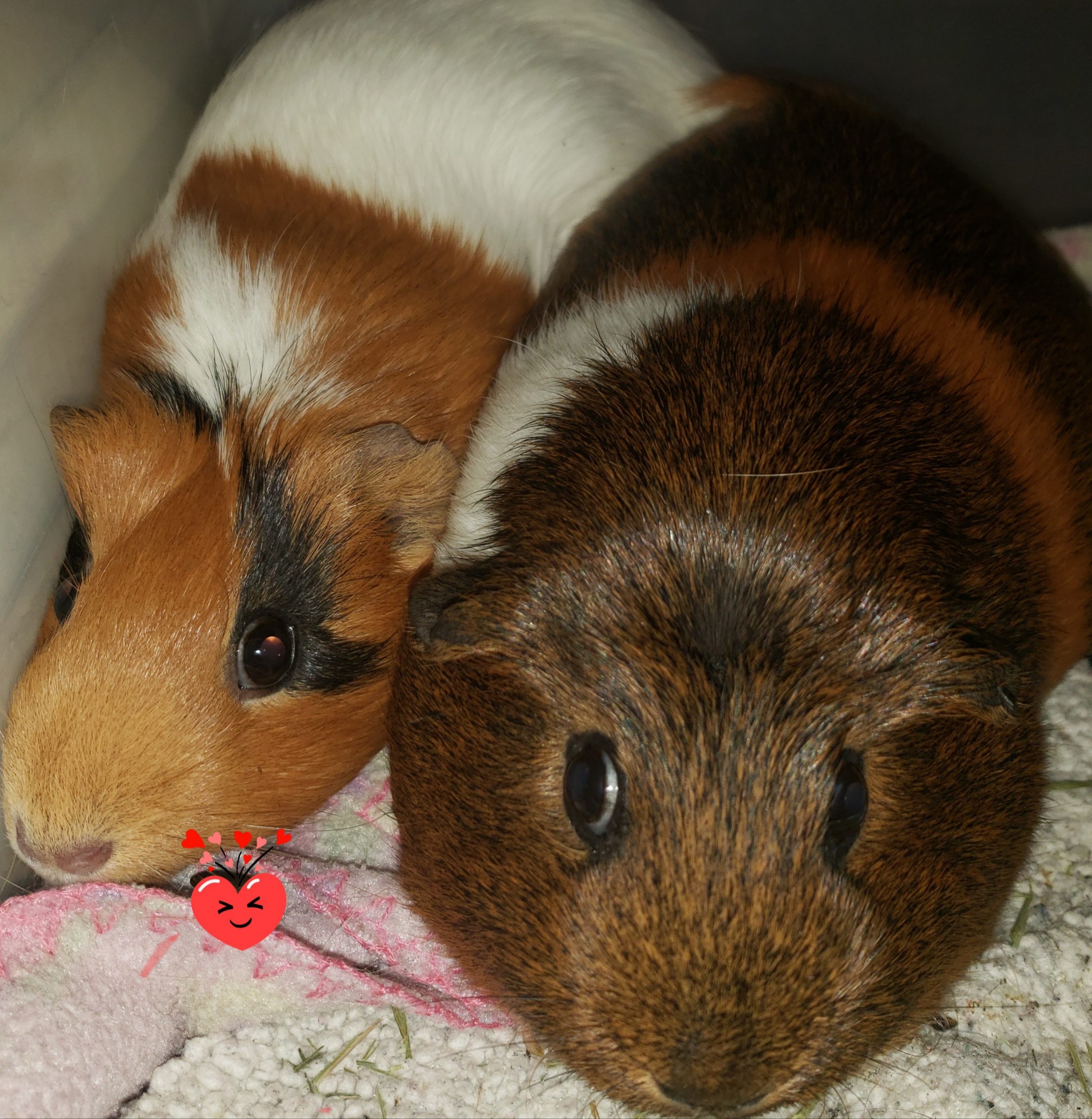 Ginger & Lulu
