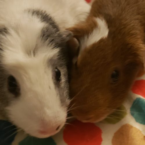 S’more & Buttercup