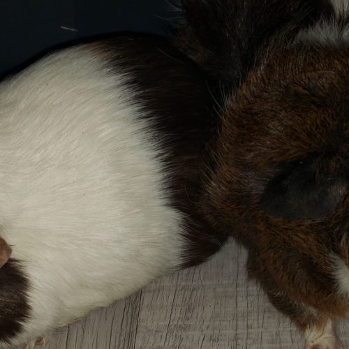 Nalla & Pebbles