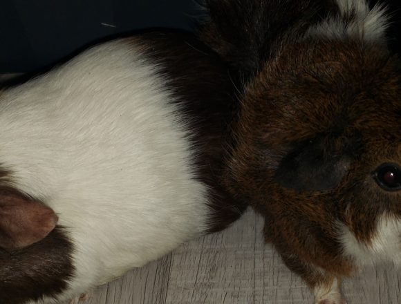 Nalla & Pebbles