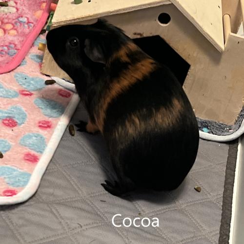 Oreo/Cocoa Bonded Pair