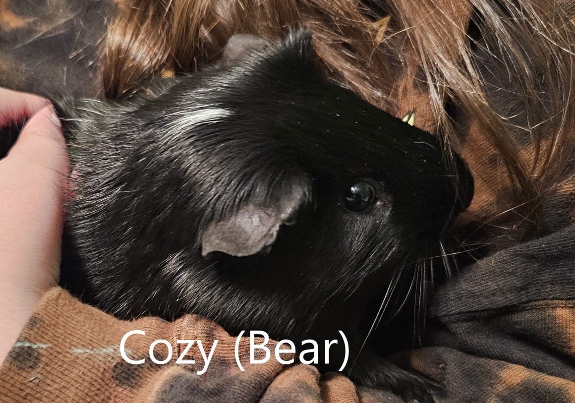 Hazel/Cozy(Bear) Bonded Pair