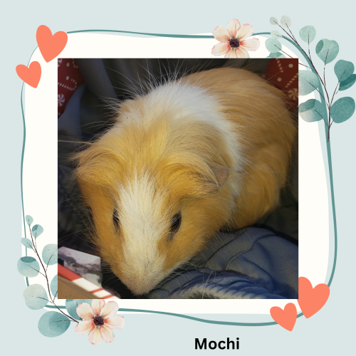 Mochi