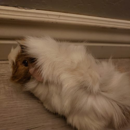 Fluff