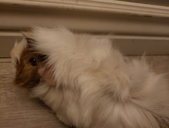 Fluff