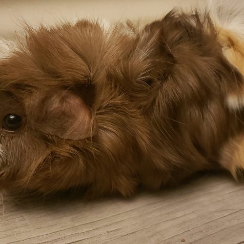 Caramel