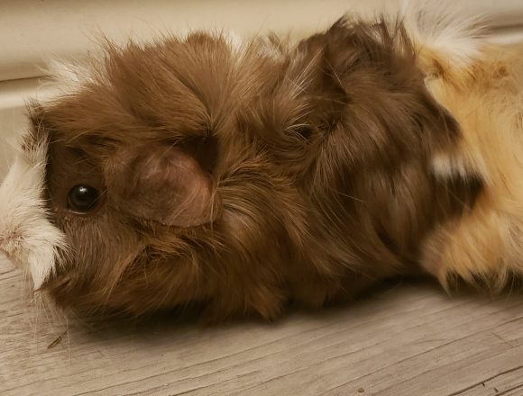Caramel