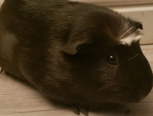 Nuala