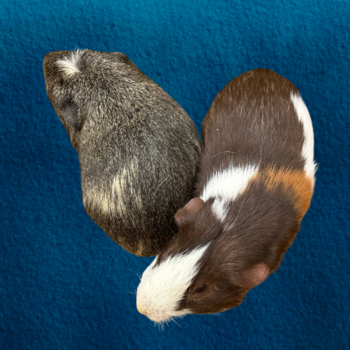 Tater and Sushi
