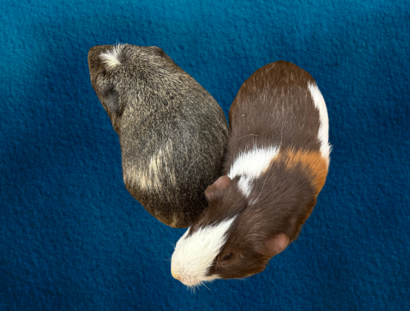Tater and Sushi