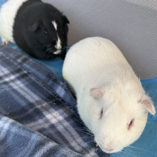 IMG_4333 Rick ad Morty