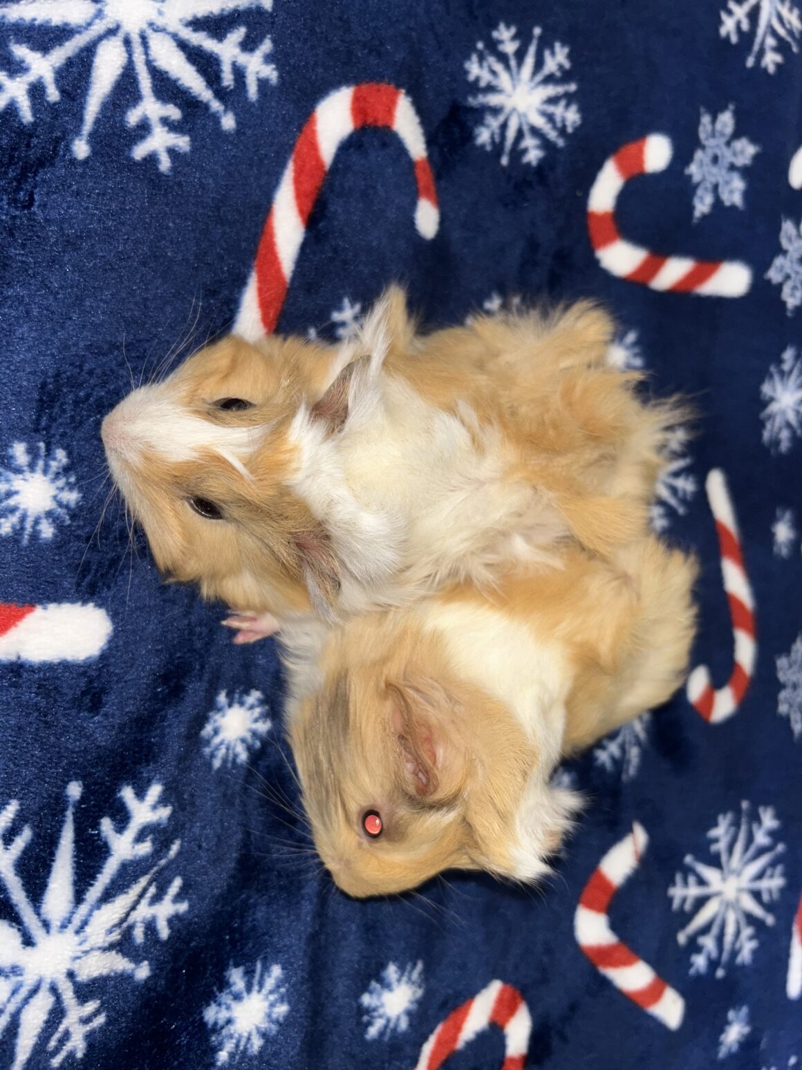 Nutmeg & Snickerdoodle