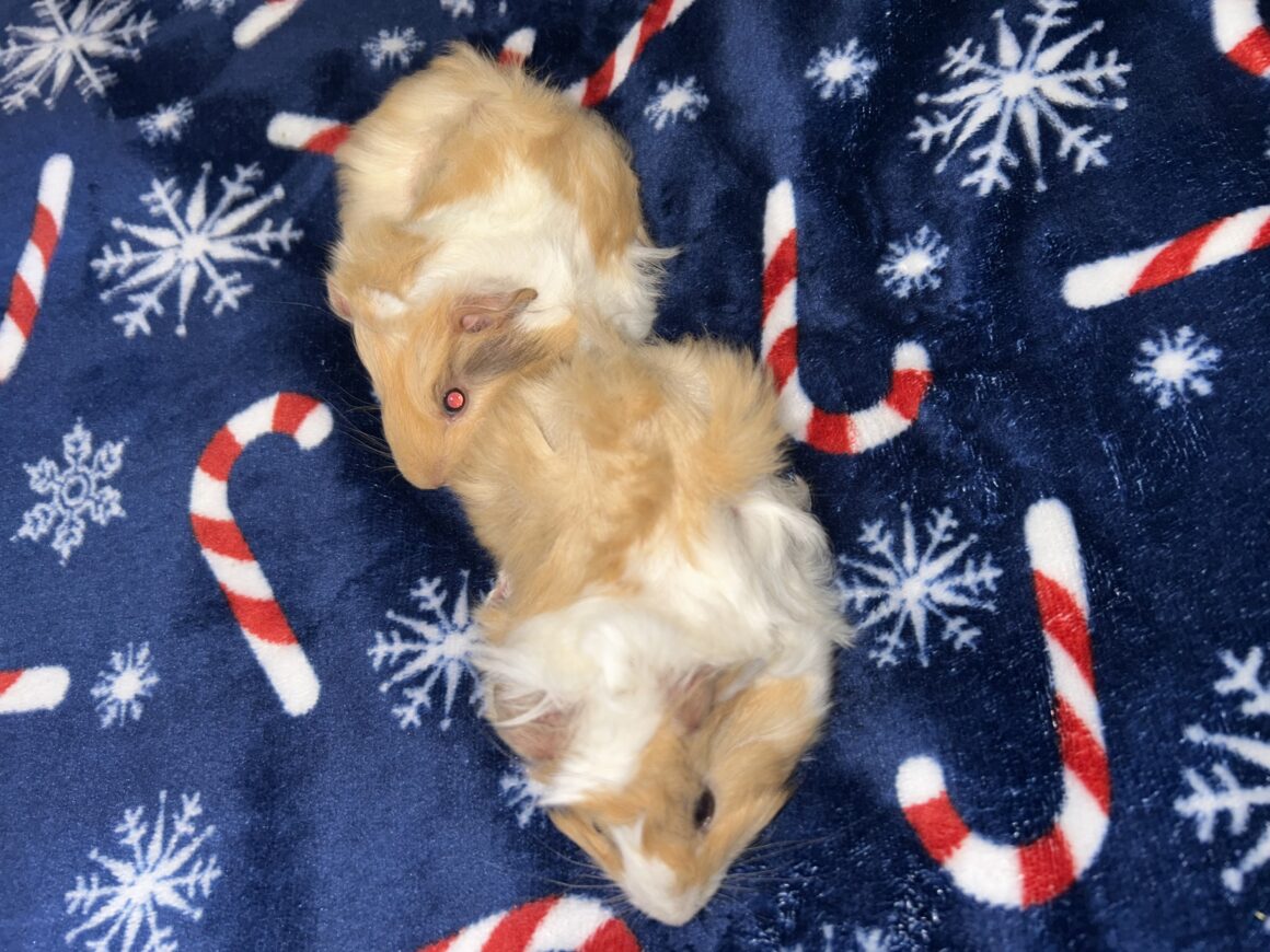 Nutmeg & Snickerdoodle