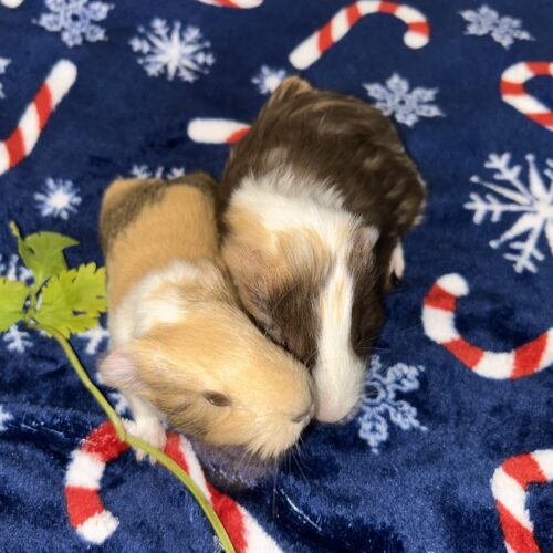 IMG_4621 Buddy & Gingerbread