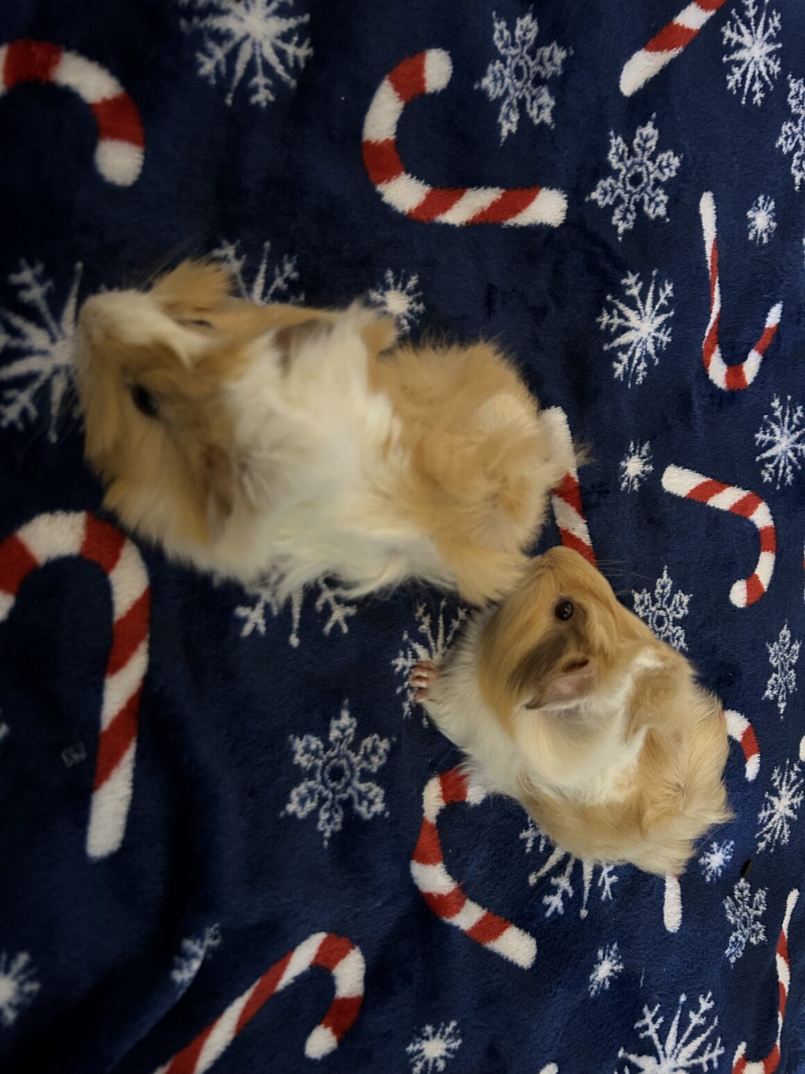 Nutmeg & Snickerdoodle