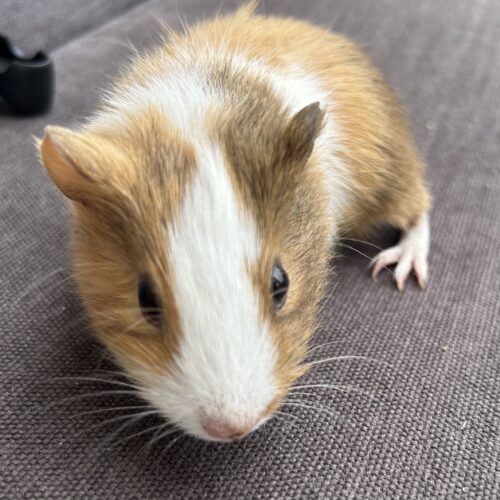 Baby Boo