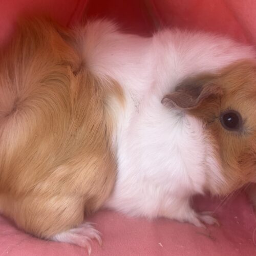 Little Fluff