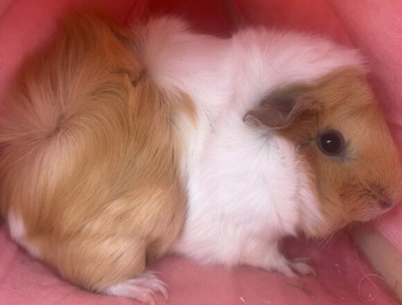 Little Fluff