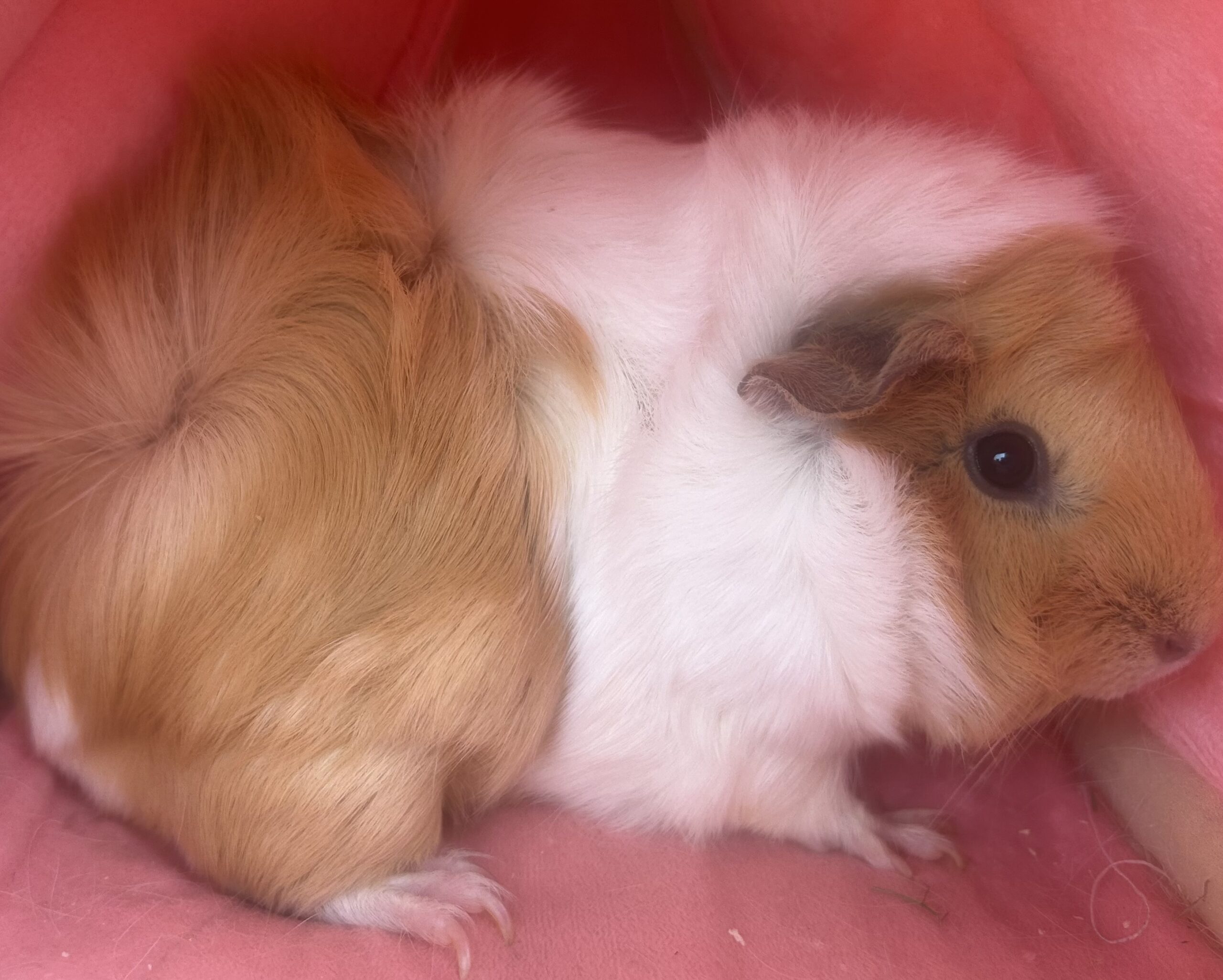 Little Fluff