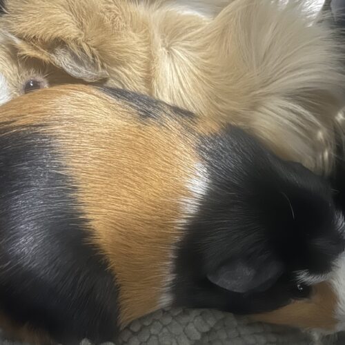 Blondie Pair