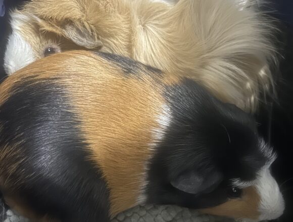 Blondie Pair