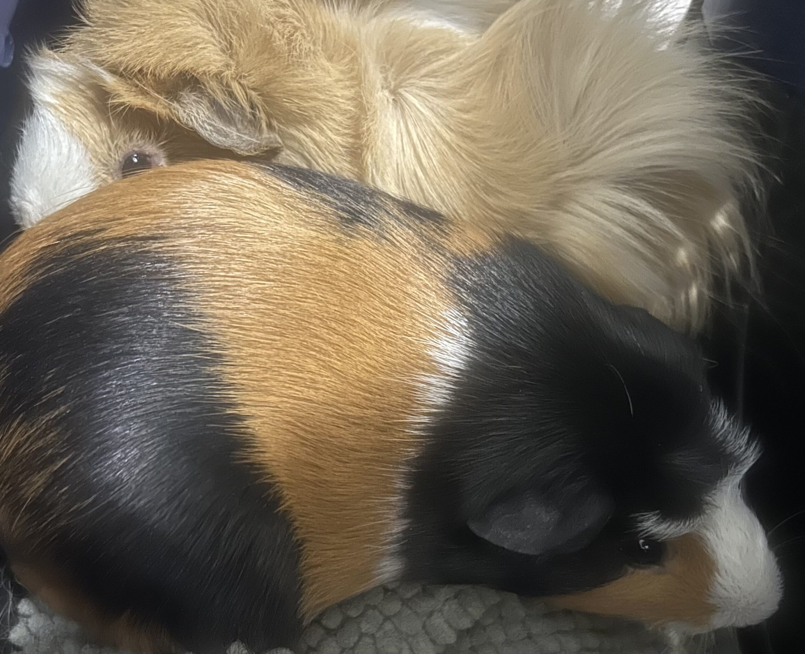 Blondie Pair