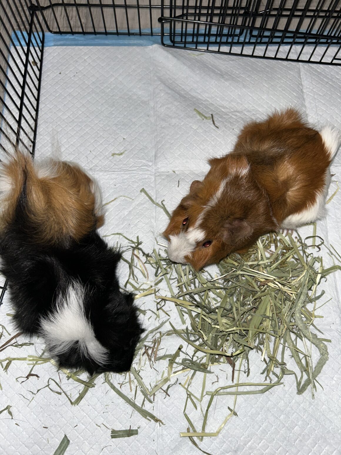 Stella & Twinkie