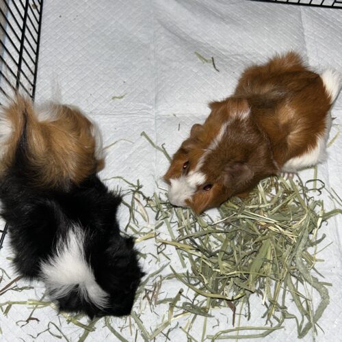 Stella & Twinkie