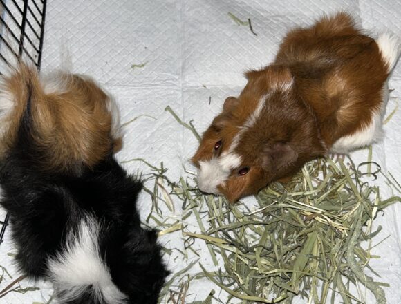 Stella & Twinkie