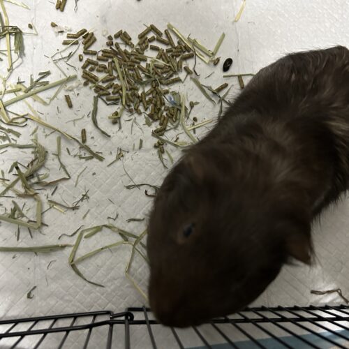 Percy