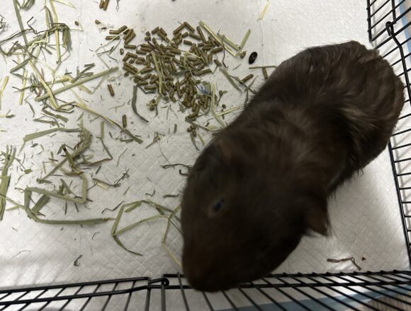 Percy