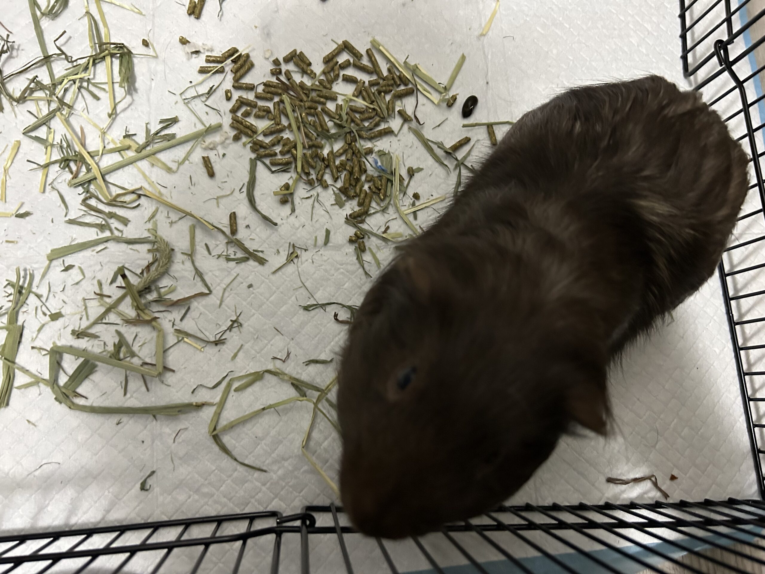 Percy