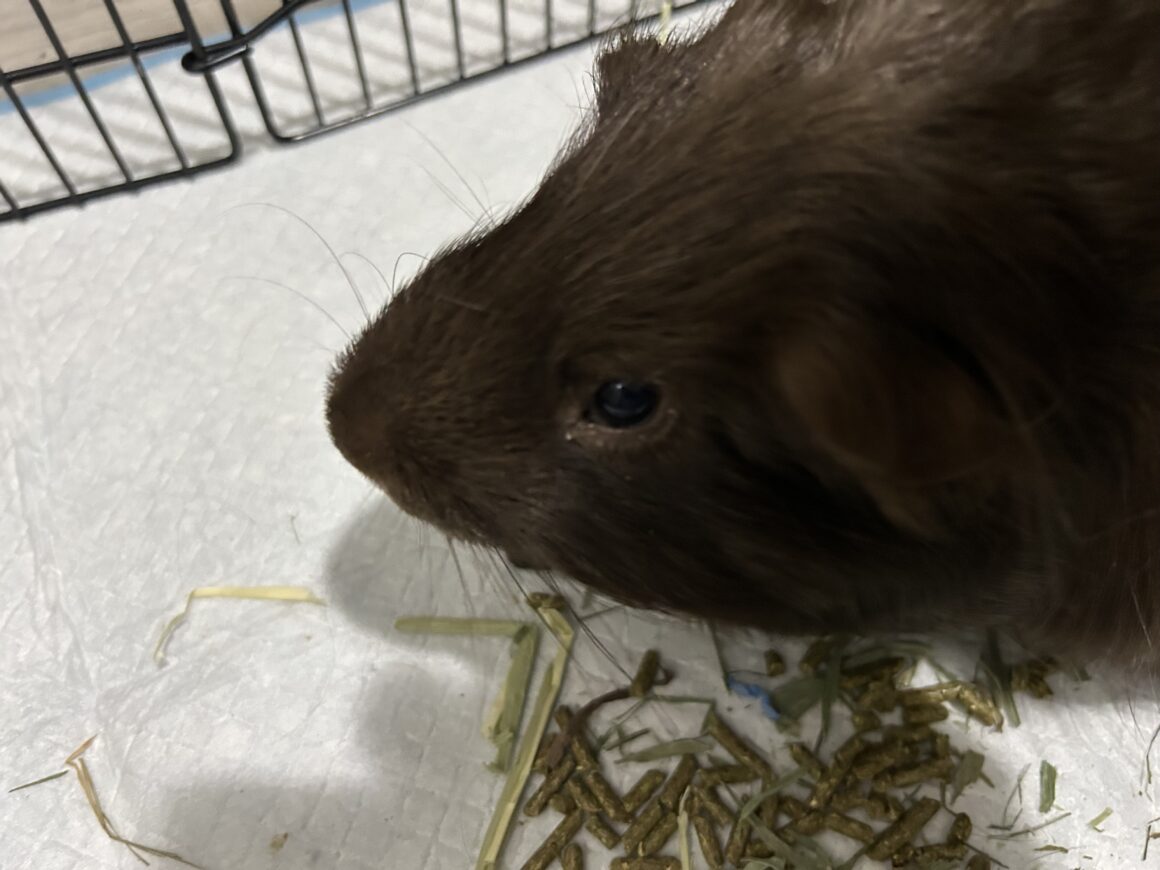 Percy